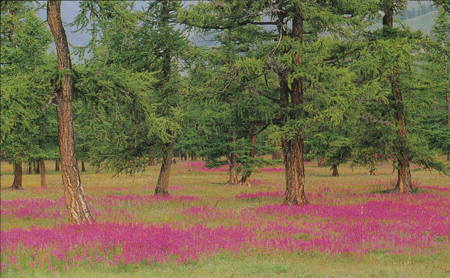 Khovsgol_Flora.jpg